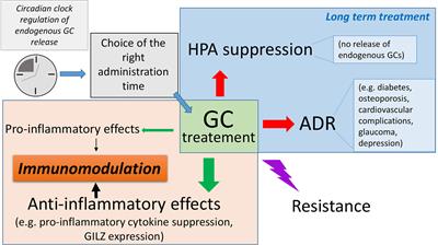 A Glance at the Use of Glucocorticoids in Rare Inflammatory and Autoimmune Diseases: Still an Indispensable Pharmacological Tool?